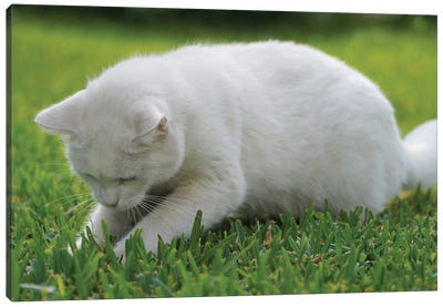 White Cat On Green Grass III Canvas Art Print - Mike Kiev