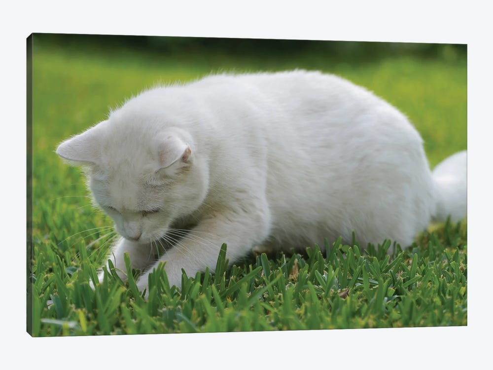 White Cat On Green Grass III by Mike Kiev 1-piece Canvas Wall Art