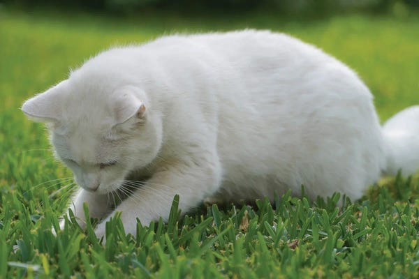 Mike Kiev: White Cat On Green Grass III by Mike Kiev