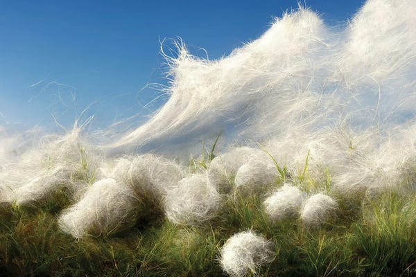 Mike Kiev: Cotton Balls On A Windy Field I by Mike Kiev