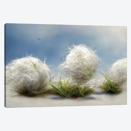 Cotton Balls On A Windy Field III Canvas Print #MII342} by Mike Kiev Canvas Print