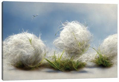 Cotton Balls On A Windy Field III Canvas Art Print - Cotton Art