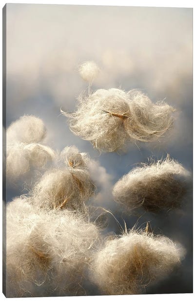 Cotton Balls On A Windy Field IV Canvas Art Print - Mike Kiev