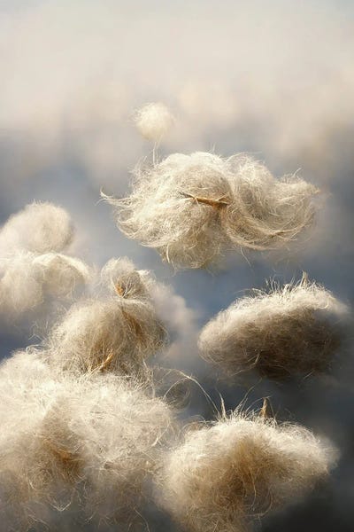 Composite Photography: Cotton Balls On A Windy Field IV by Mike Kiev