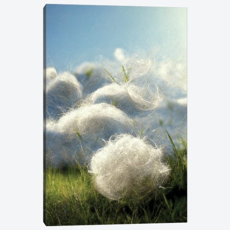 Cotton Balls On A Windy Field V Canvas Print #MII344} by Mike Kiev Canvas Artwork
