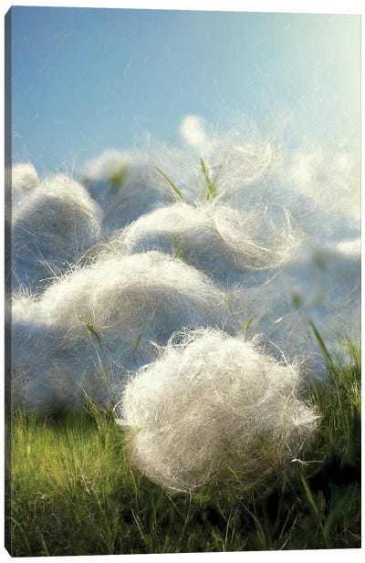 Cotton Balls On A Windy Field V Canvas Art Print - Cotton Art