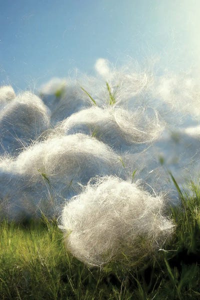 Cotton: Cotton Balls On A Windy Field V by Mike Kiev