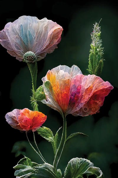 Mike Kiev: Red Poppy On Black Background III by Mike Kiev