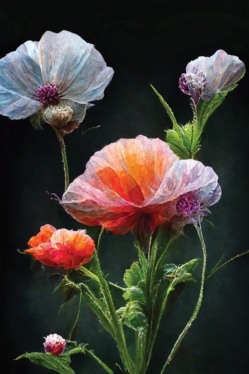 Red Poppy On Black Background