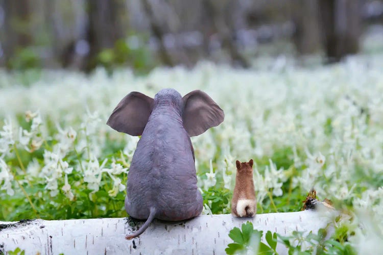 Elephant And Dog Sit On A Spring Meadow