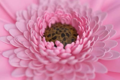 Pink Flowerd by Mike Kiev art print