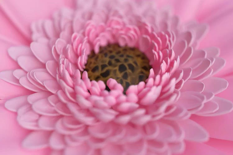 Pink Flowerd by Mike Kiev wall art