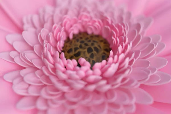Mike Kiev: Pink Flowerd by Mike Kiev