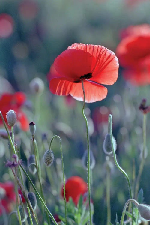 field of red poppies