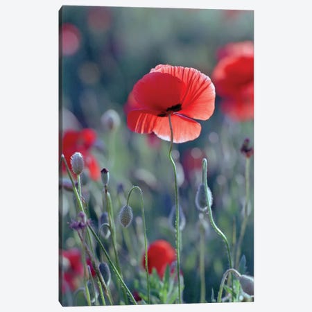 field of red poppies Canvas Print #MII64} by Mike Kiev Canvas Artwork