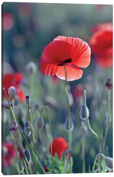 field of red poppies Canvas Art Print - Mike Kiev