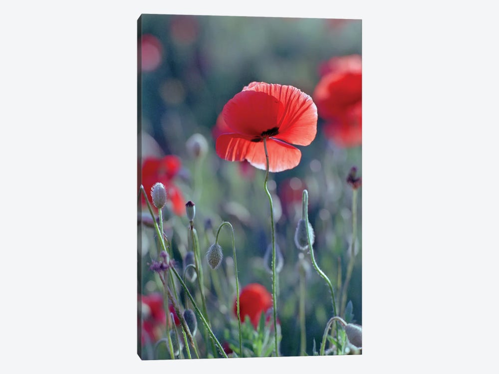 field of red poppies by Mike Kiev 1-piece Canvas Artwork
