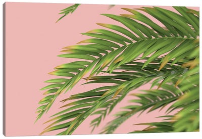 Palm Branch On A Peach Background I Canvas Art Print - Mike Kiev