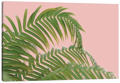 Palm Branch On A Peach Background II Canvas Art Print - Mike Kiev