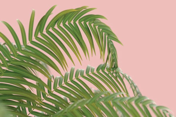 Mike Kiev: Palm Branch On A Peach Background II by Mike Kiev