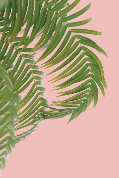 Minimalist Photography: Palm Branch On A Peach Background II Vertical by Mike Kiev