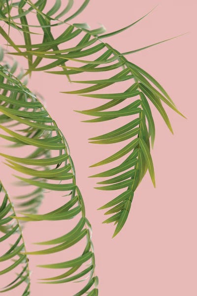 Mike Kiev: Palm Branch On A Peach Background III by Mike Kiev