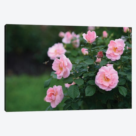 Garden Of Blooming Roses I Canvas Print #MII74} by Mike Kiev Canvas Art Print