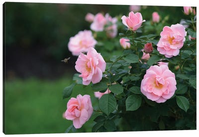 Garden Of Blooming Roses I Canvas Art Print - Mike Kiev