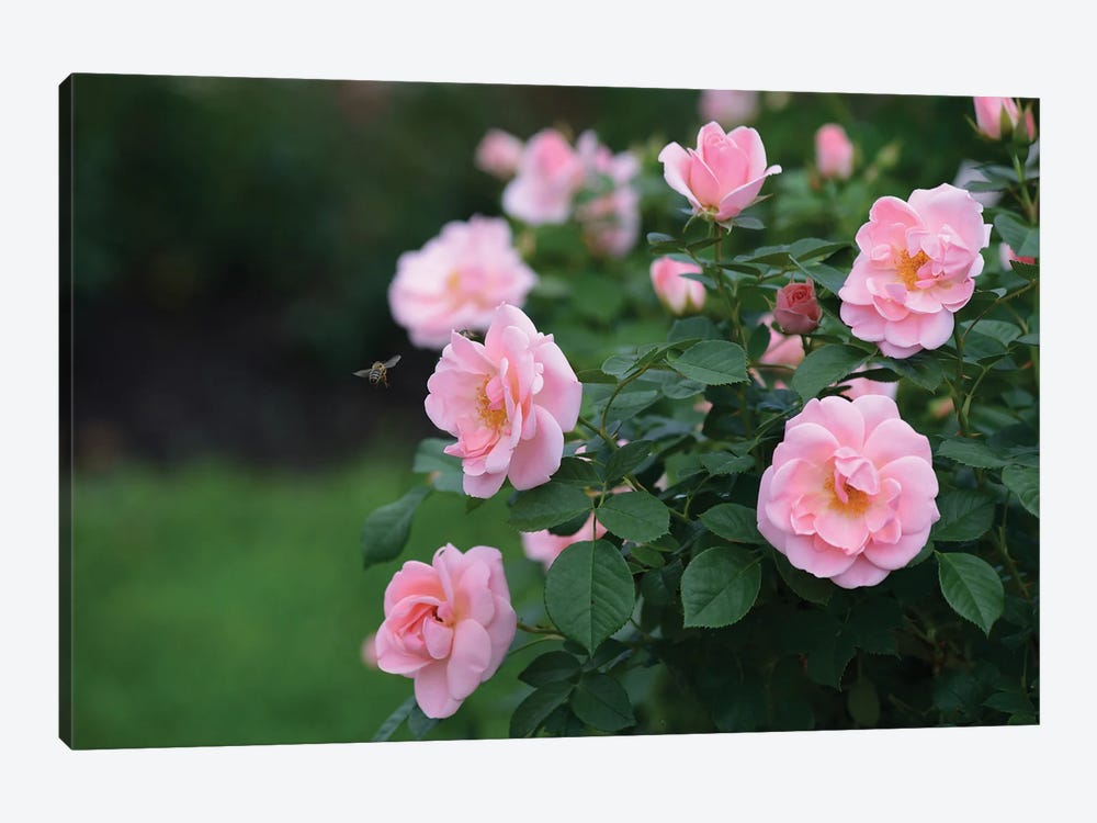 Garden Of Blooming Roses I 1-piece Canvas Print