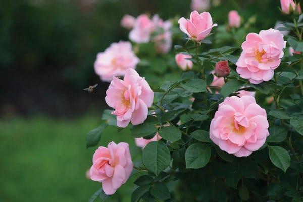 Mike Kiev: Garden Of Blooming Roses I by Mike Kiev