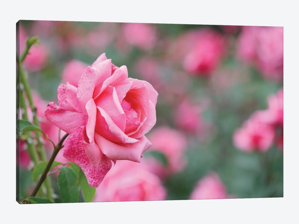 Garden Of Blooming Roses II by Mike Kiev 1-piece Canvas Wall Art
