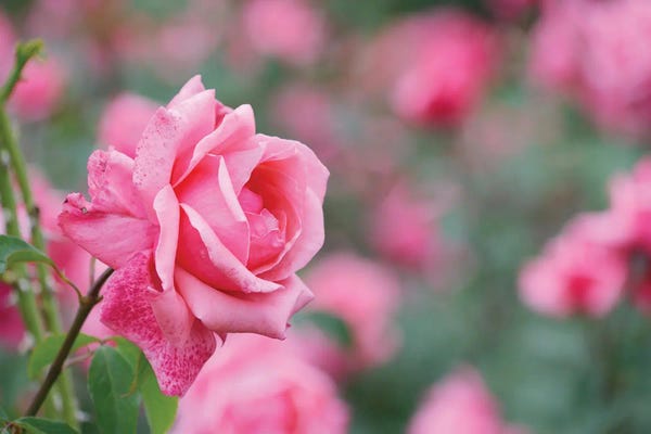 Mike Kiev: Garden Of Blooming Roses II by Mike Kiev