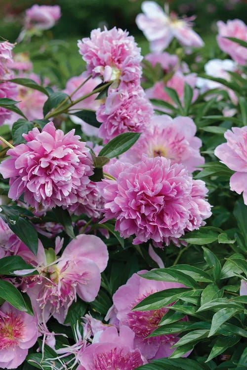 Garden Of Blooming Peony I by Mike Kiev wall art