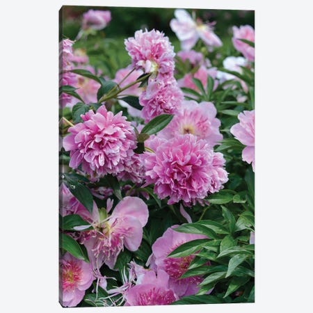 Garden Of Blooming Peony I Canvas Print #MII76} by Mike Kiev Canvas Print