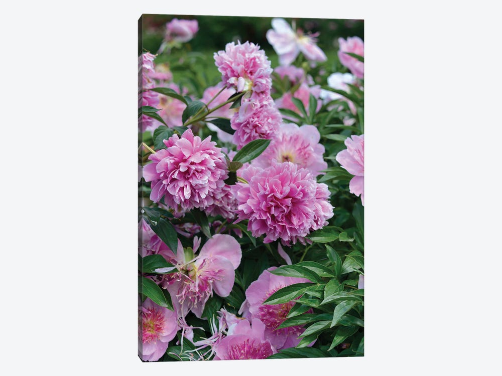 Garden Of Blooming Peony I by Mike Kiev 1-piece Art Print