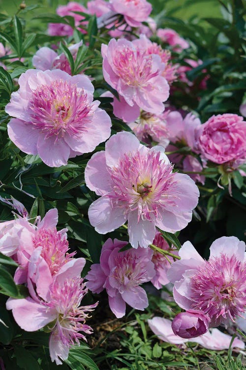 Garden Of Blooming Peony II