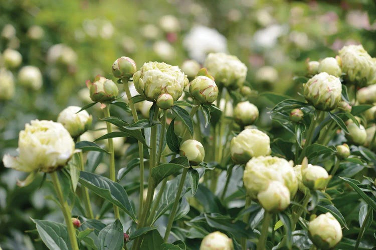 Garden Of Blooming Peony III