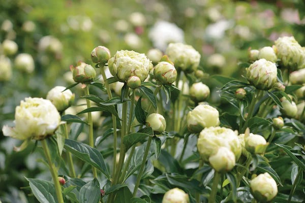 Mike Kiev: Garden Of Blooming Peony III by Mike Kiev