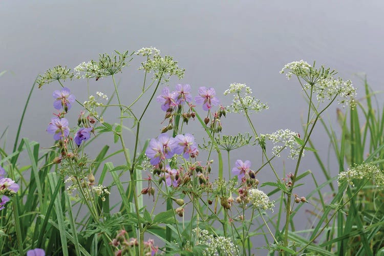 wet wild flowers by the lake