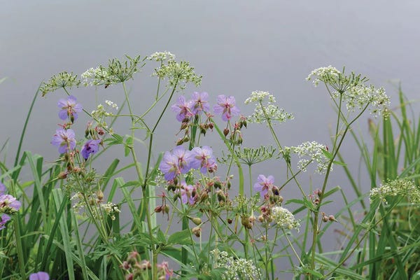 Mike Kiev: wet wild flowers by the lake by Mike Kiev