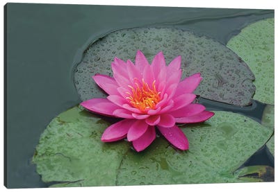 red lotus flower in water Canvas Art Print - Mike Kiev