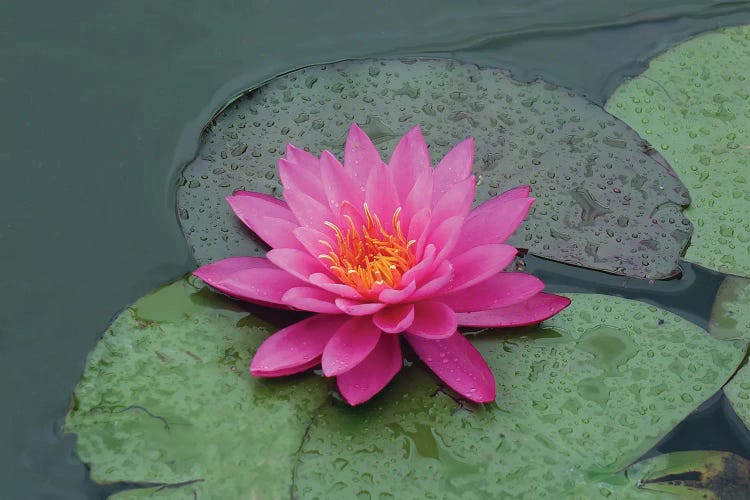 red lotus flower in water