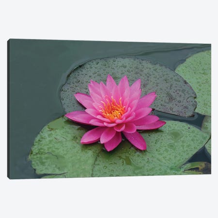 red lotus flower in water Canvas Print #MII87} by Mike Kiev Canvas Wall Art