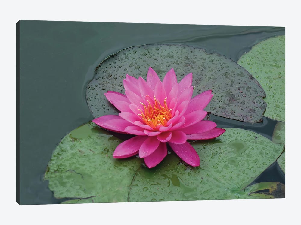 red lotus flower in water by Mike Kiev 1-piece Art Print