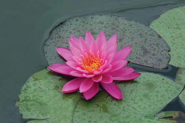 Lotuses: red lotus flower in water by Mike Kiev