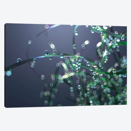 Drops Of Dew On Leaves Of Grass Canvas Print #MII9} by Mike Kiev Canvas Artwork
