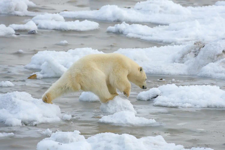 Polar Bears Canada XVII