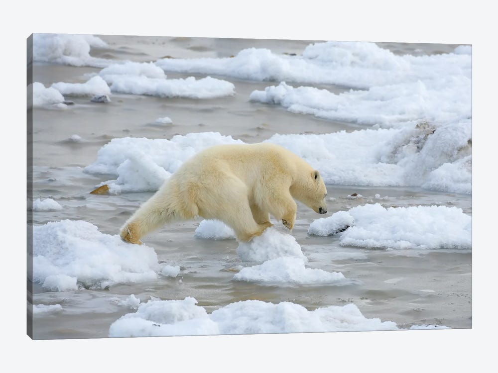Polar Bears Canada XVII by Miguel Lasa 1-piece Canvas Art