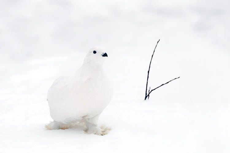 Artic Grouse Canada