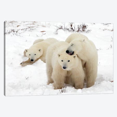Polar Bears Canada XVIII Canvas Print #MIU102} by Miguel Lasa Canvas Wall Art